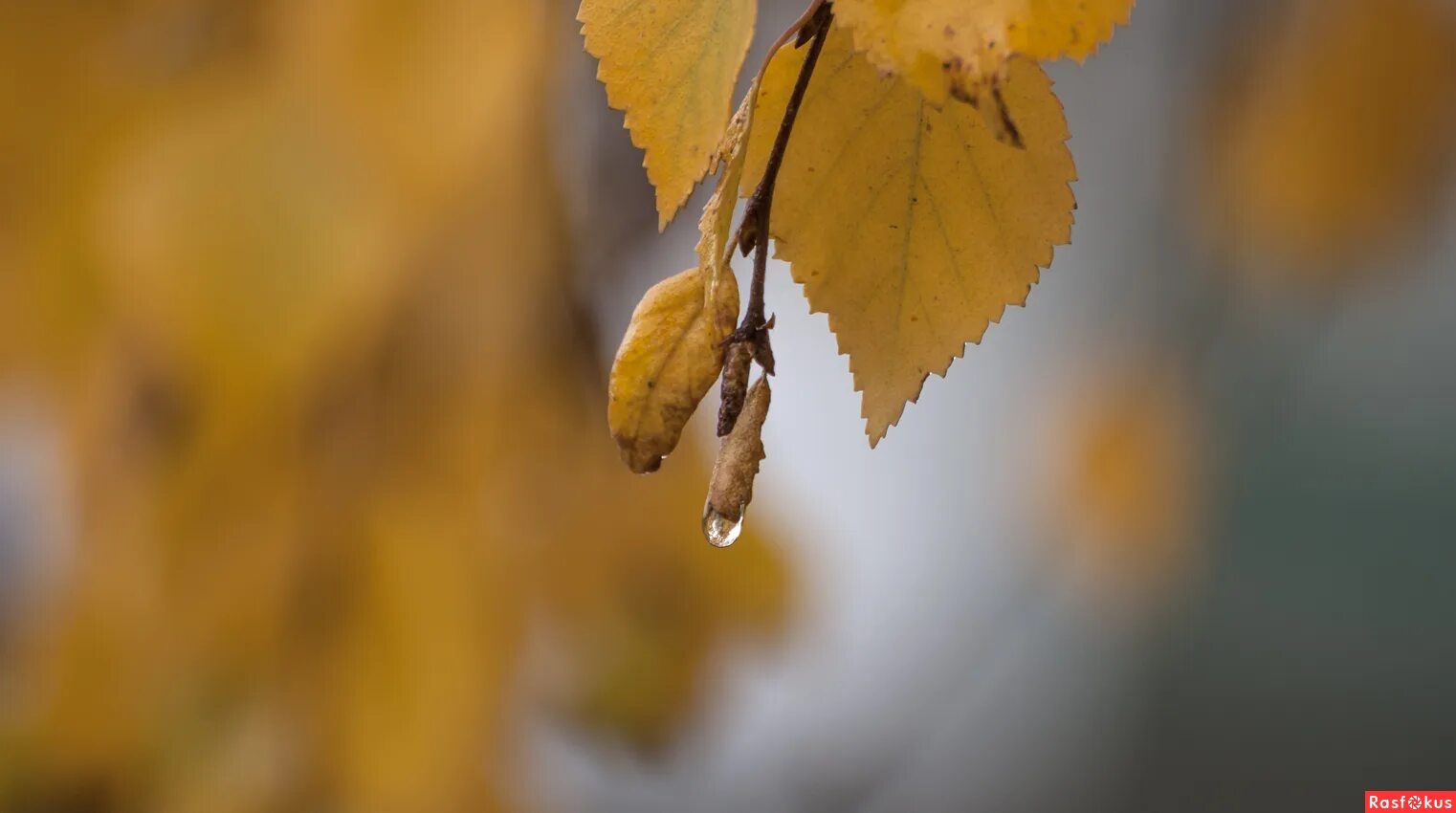девочка дождь текст