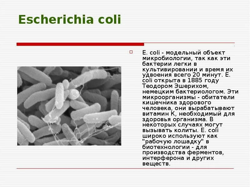 Бактерия эшерихия коли. Эшерихии группа бактерий. Форма бактерии Escherichia coli. Эшерихия коли строение. Escherichia coli что это у мужчин