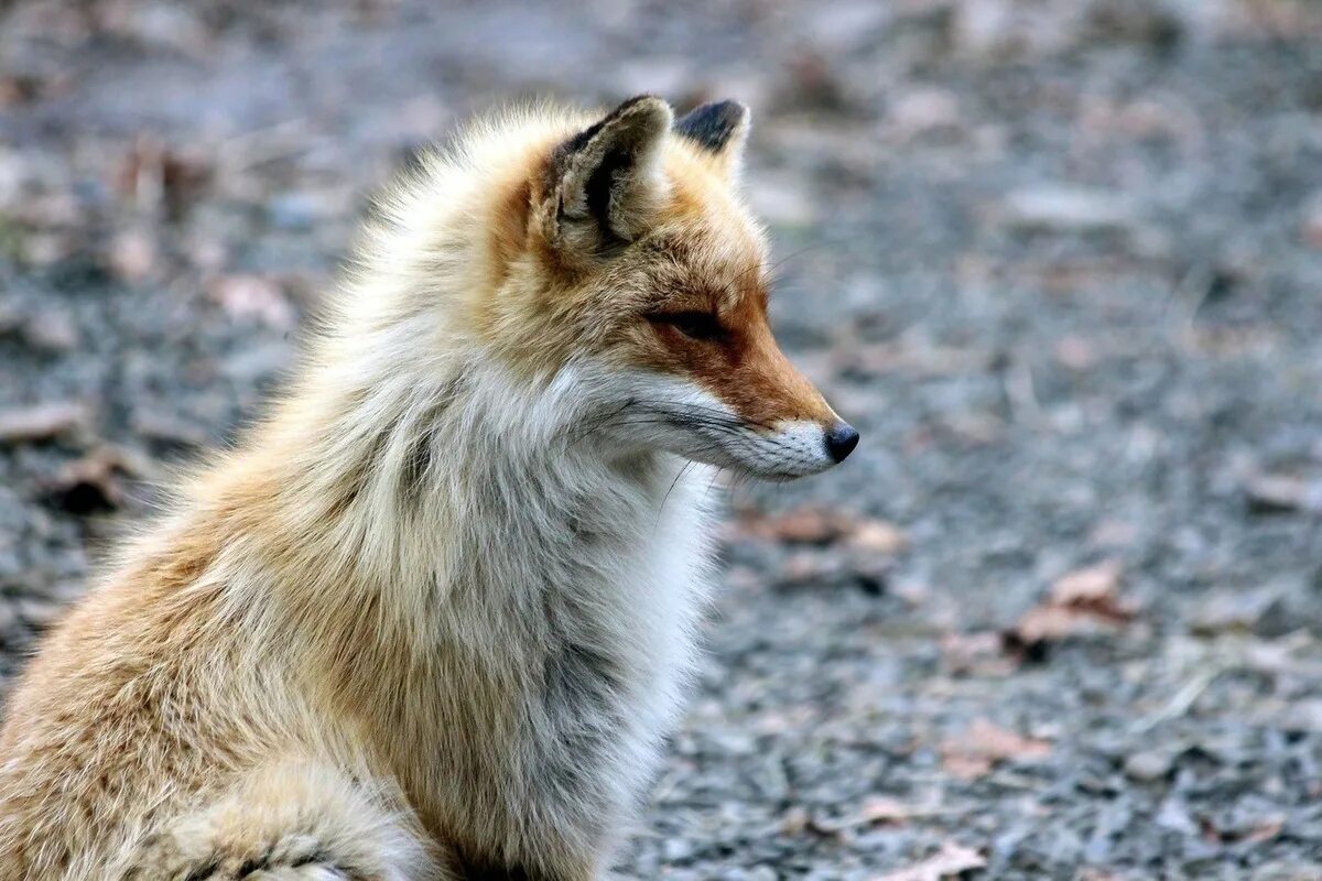 Голодная лиса. Енотовидная Уссурийская лиса. Лисица (Vulpes Vulpes). Андская лиса. Бешеная лиса.