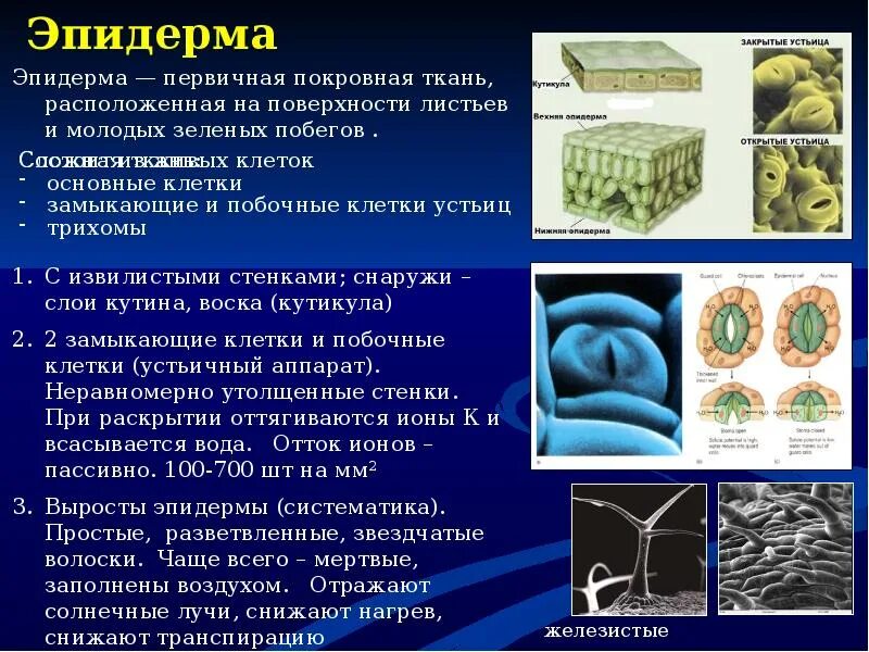 Покровная ткань эпидерма. Перидерма покровная ткань растений. Ткани растений покровные ткани строение и функции. Эпидерма с устьицами. Растительная ткань эпидерма.