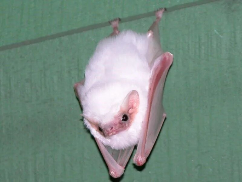 Белая летучая лисица альбинос. Летучая мышь вампир альбинос. Белый листонос летучая мышь. Листонос альбинос. В дикой природе мыши с альбинизмом