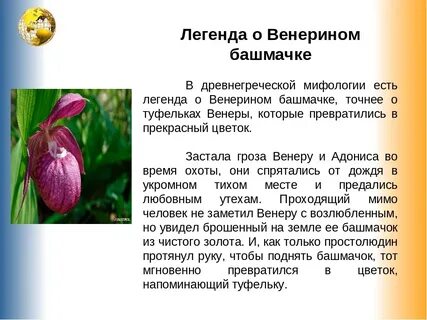 Венерин башмачок природная зона