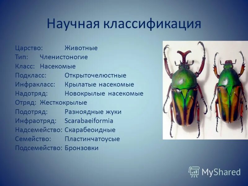 Насекомые относятся к царству. Классификация Жуков жесткокрылых. Тип Членистоногие класс насекомые. Классификация майского жука. Систематика жесткокрылых.