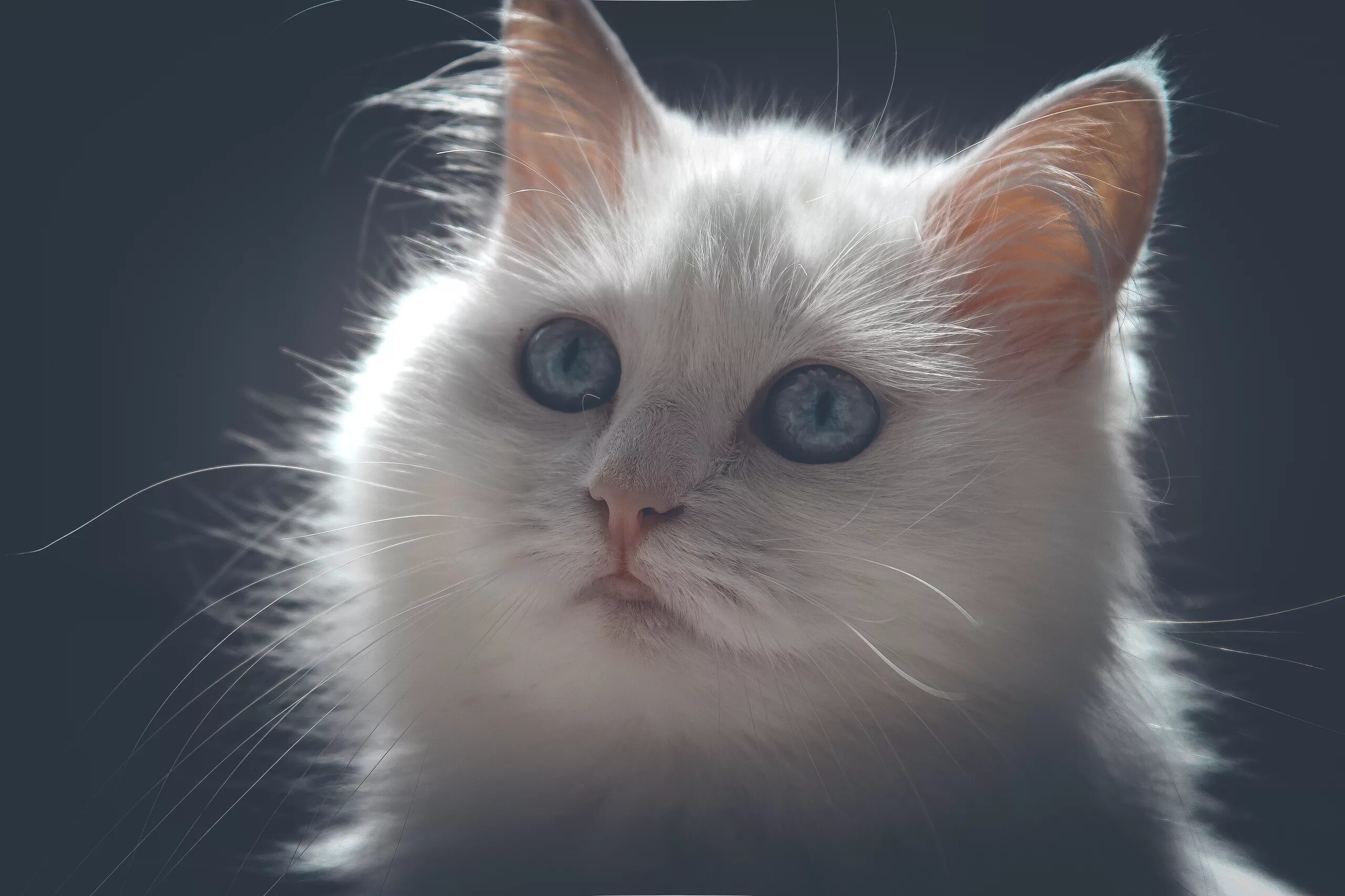 Кошка светка. Кошечка света. Рыжая кошка. Кошка освещение. Кошка рыжая лицо.