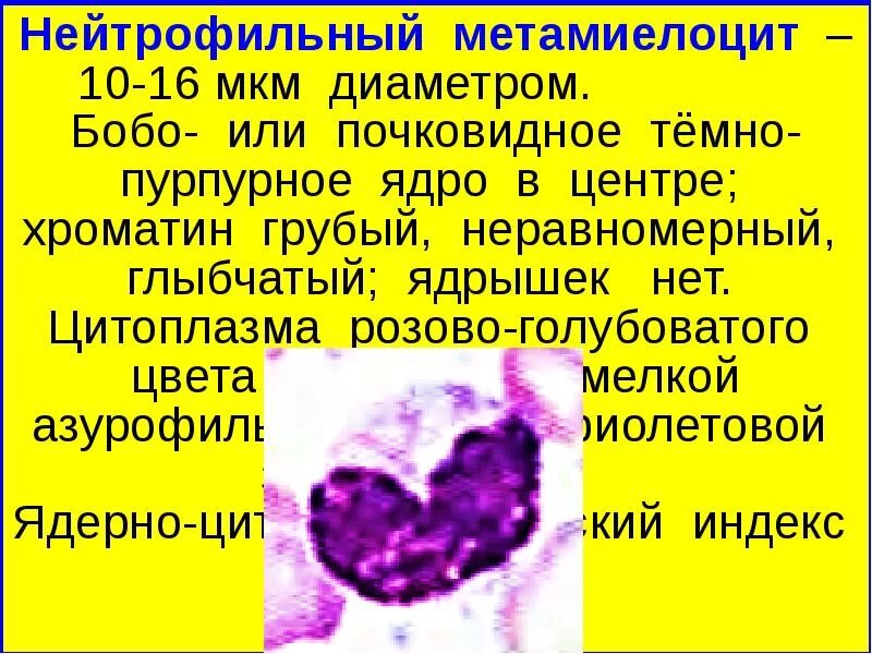 Нейтрофильный индекс. Нейтрофильный метамиелоцит. Нейтрофилы метамиелоциты. Метамиелоцит морфология. Нейтрофильные метамиелоциты в крови.