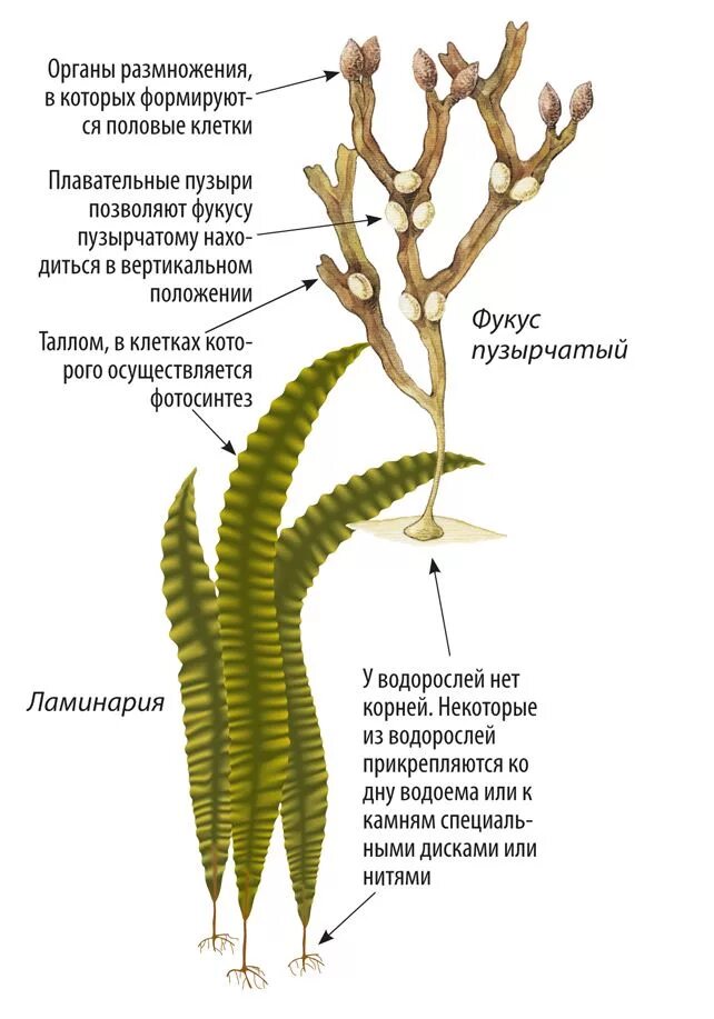 Фукус водоросль строение. Бурая водоросль фукус строение. Строение водоросли ламинарии. Строение многоклеточной ламинарии.