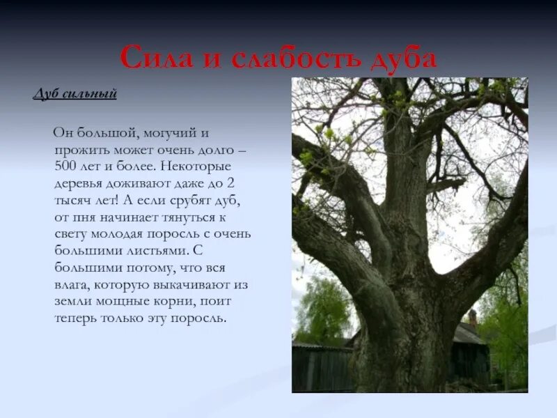 Я живу в россии где дубы песня. Сообщение о дубе. Описание дуба. Дуб кратко. Дуб для презентации.