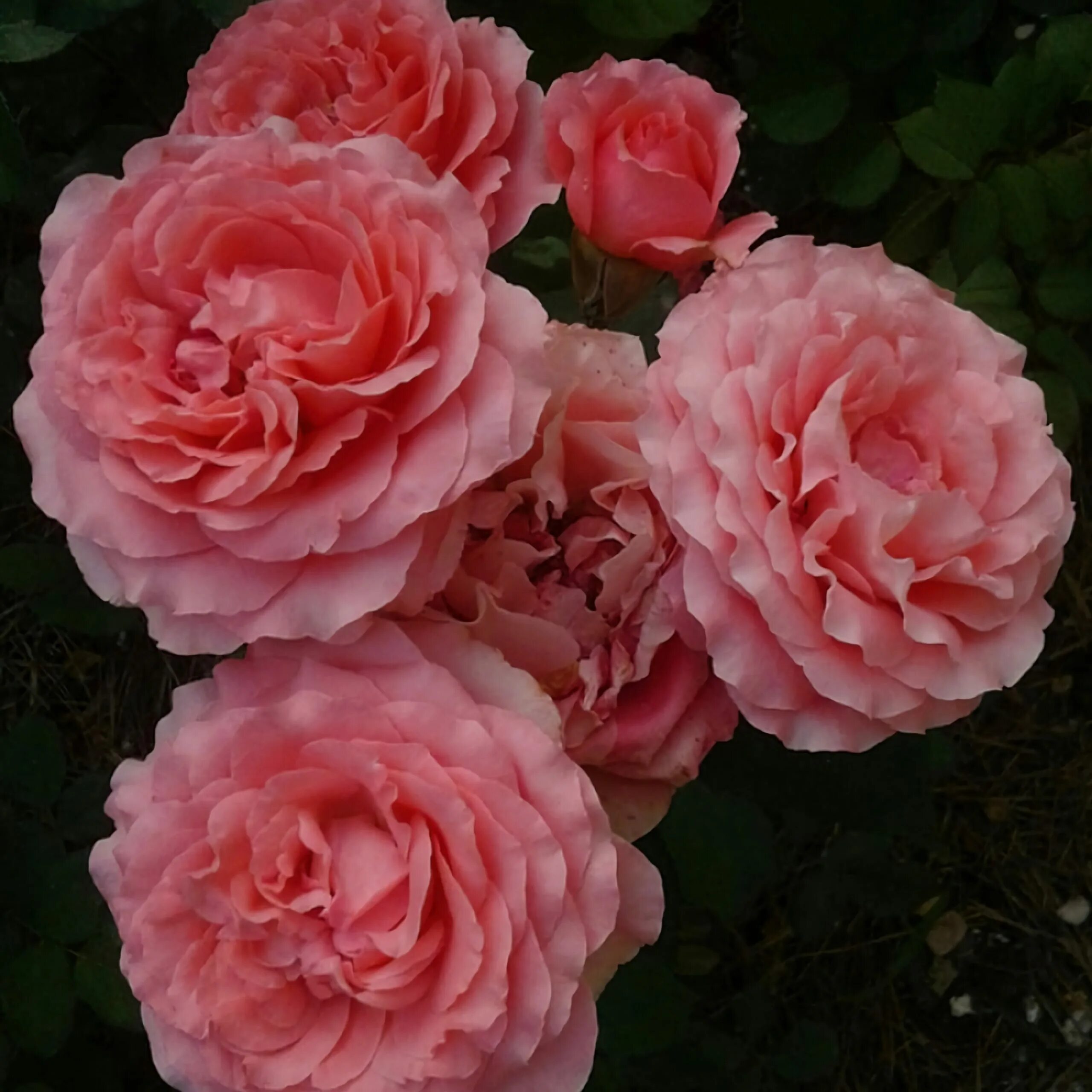 Коралл желе роза японская. Корал желе (corail gelee). Роза coral желе. Коралл желе роза японская. Роза парковая корал желе.