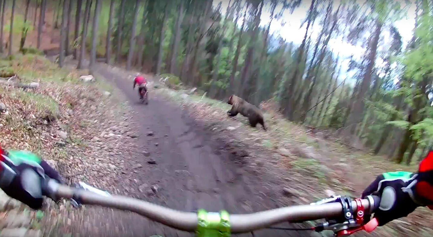 Скорость человека при беге от медведя. Медведь гонится за велосипедистом. Медведь убегает. Медведь на велосипеде в лесу.