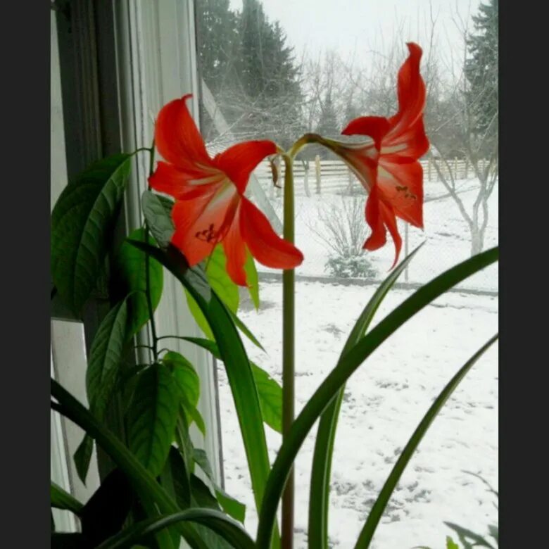 цветок выпускающий стрелку с цветами. комнатная лилия гиппеаструм белый. комнатные цветы выпускающие стрелку с цветами. гиппеаструм стрелка. тилландсия анита цветение.