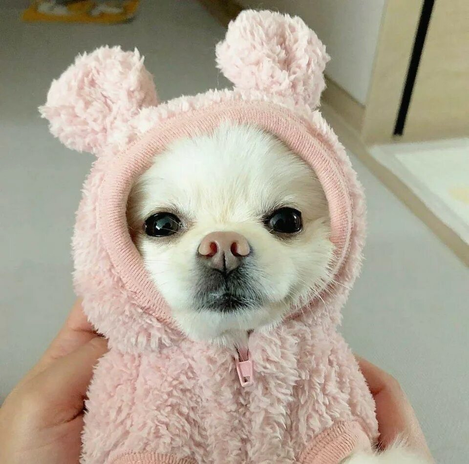 Милые маленькие смешные щенки. Забавные домашние животные. Забавные и очень милые. Милые смешные котята. Забавные и очень милые.