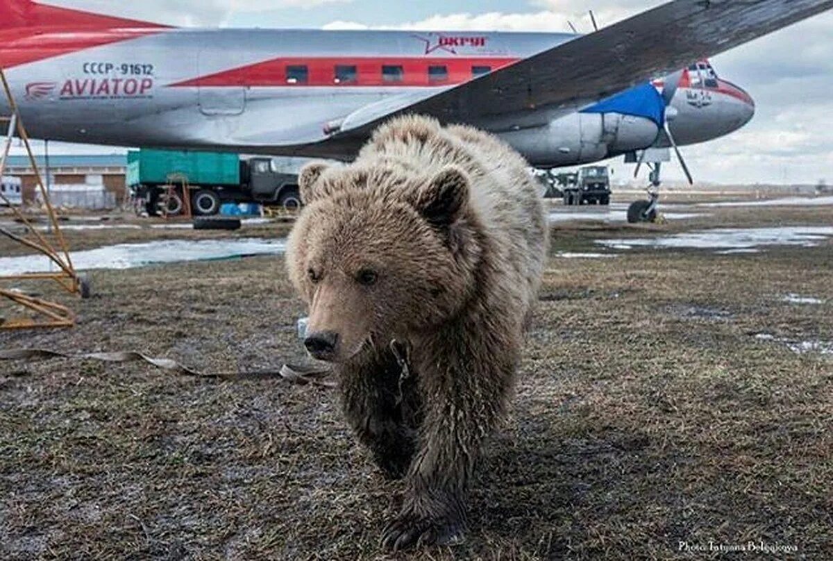 мишка авиатор мансур. самолет медвежонок. медведь возле самолёта. самолет медвежонок. ту-95 фото.