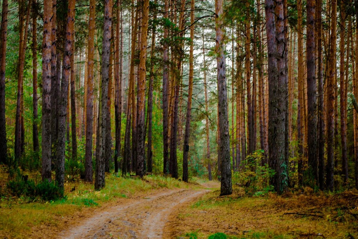 московская область мелинки лис. сосновый лес выборгского района. сосновыйилес великий новгород. сосна обыкновенная кудряшовский лес. сосновый лес значение.
