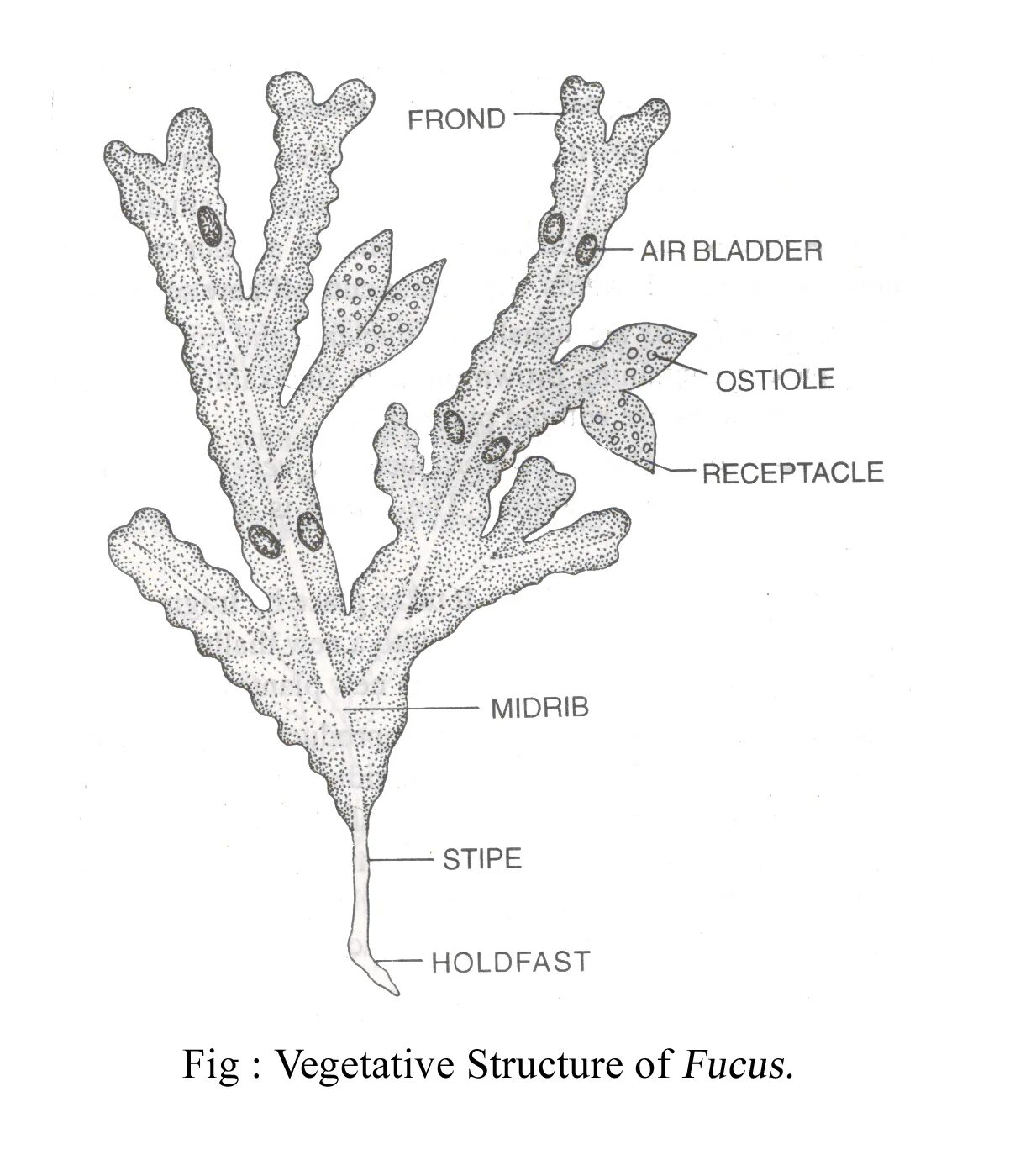 Фукус таллом. Фукус строение. Бурая водоросль фукус строение. Фукус водоросли рисунок строение. Фукус отдел