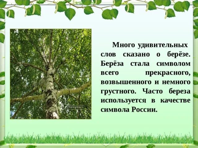 Русская береза символ России. Береза немного. Исследовательская работа о берёзе. Что мы знаем о Березе.