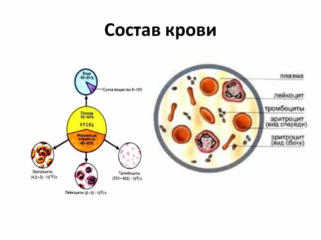 Состав крови человека схема. Из чего состоит кровь человека схема. Состав крови 3 класс. Кровь состав крови. Определение количественного состава крови