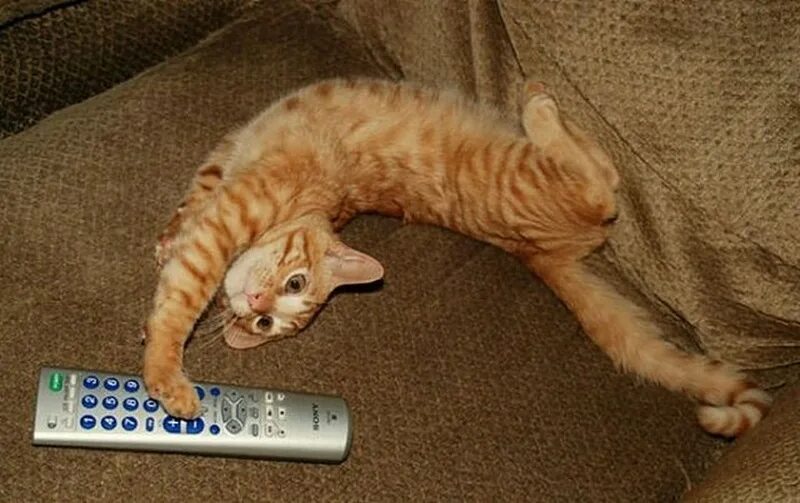 Коты в смешном виде. Коты в смешных позах. Смешные позы кошек. Гибкий кот. Гибкие коты
