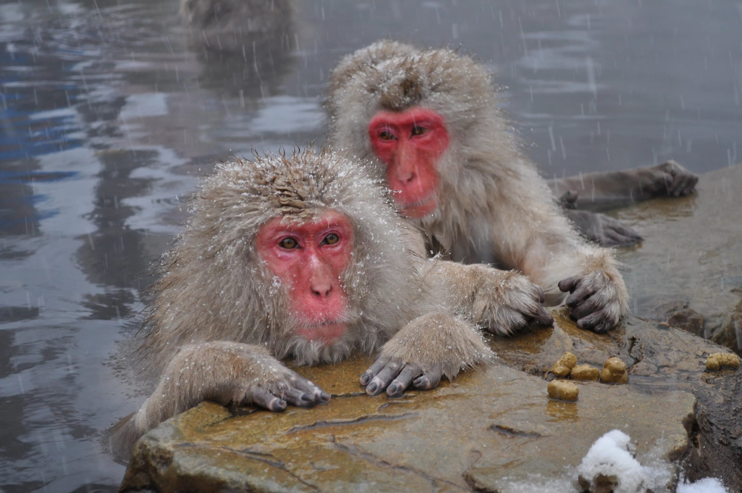 Обезьяны в Японии в горячих источниках. Парк обезьян Дзигокудани. Японские макаки в горячих источниках зимой. Снежные обезьяны в горячих источниках Нагано. Обезьяна купается в теплой воде