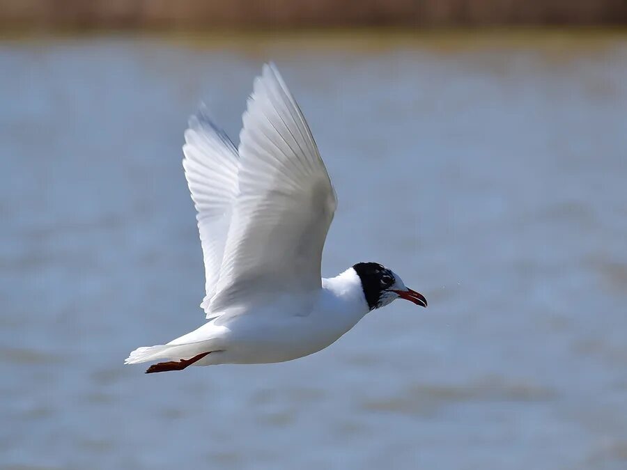 Черноголовая чайка. Larus melanocephalus. Черноголовая срйка. Черноголовая голубая Чайка.