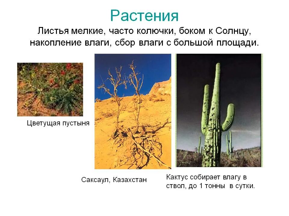 Кактус в какой природной зоне. Растения пустыни. Приспособление растений в пустынях. Адаптация растений пустыни. Приспособленность растений в пустынях.
