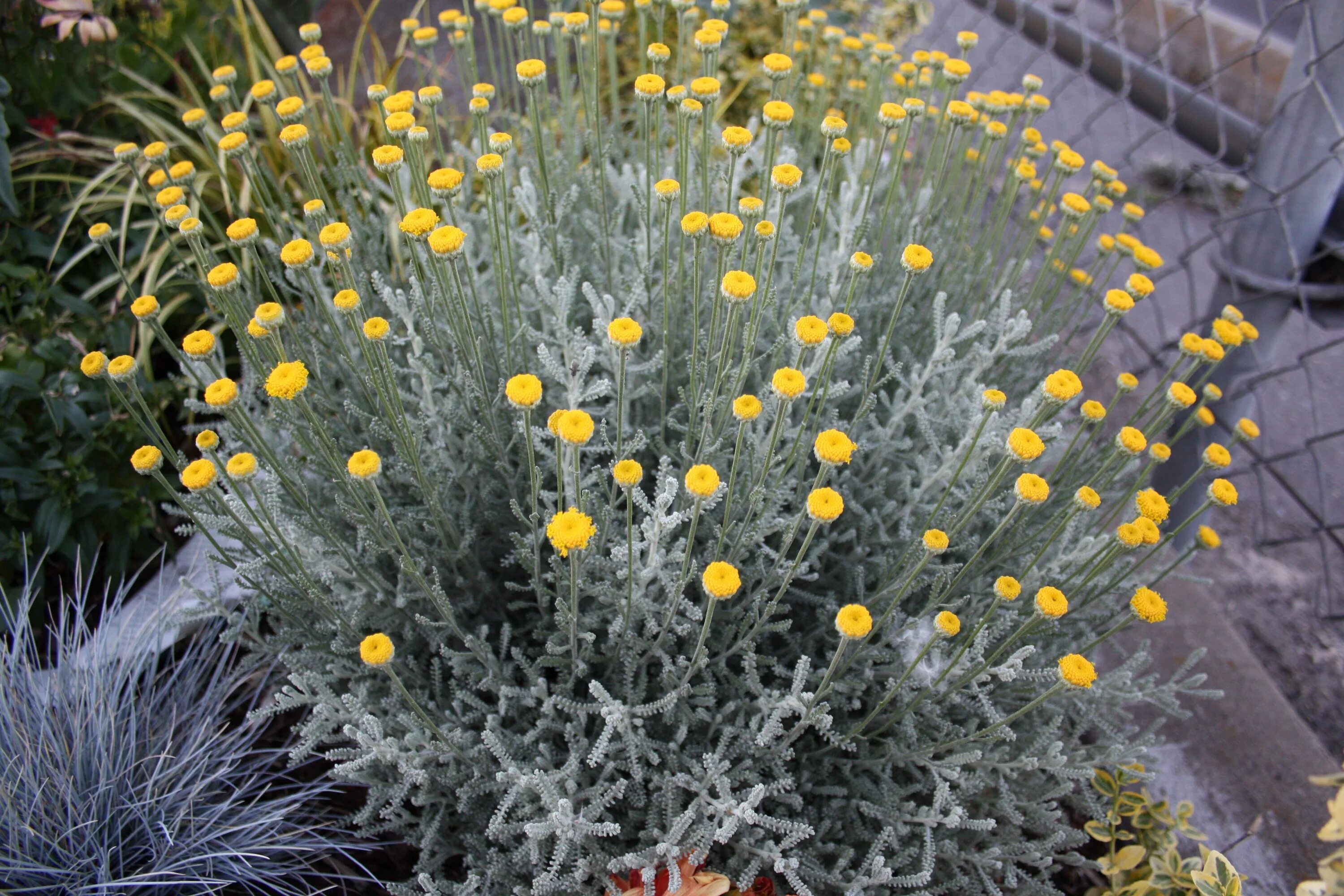 Low plants. Сантолина кипарисовидная (серебристая) 'Санта'. Сантолина Неаполитанская. Сантолина кипарисовидная (сизая). Цветок сантолина Санта.