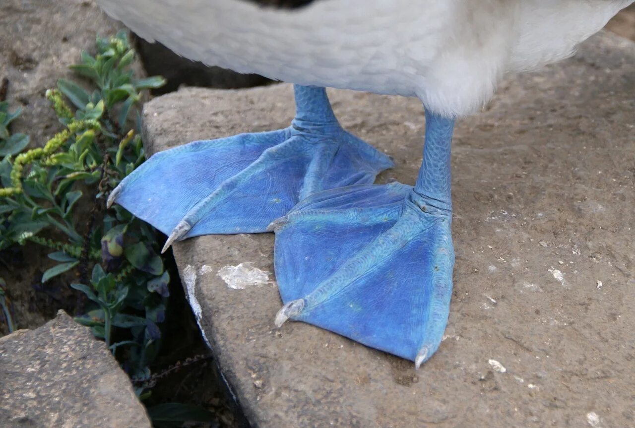 У птиц есть ноги. Голубоногая олуша. Blue Footed Booby птица. Перепонки у птиц. Лапы птиц.