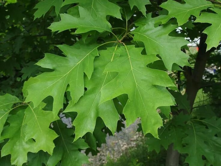 Купить Дуб Красный / Quercus rubra с доставкой в Подмосковье в Сергиевом Посаде 