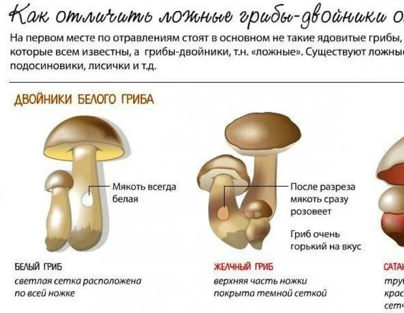 Белый гриб признаки. Белый гриб опасный двойник как отличить. Ядовитый гриб двойник белого гриба. Белый гриб съедобные грибы двойники и несъедобные. Несъедобный гриб двойник белого гриба название.