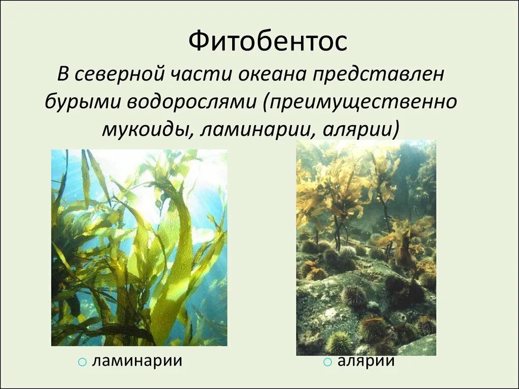 Обитание бурых водорослей. Фитобентос водоросли. Пресноводный Фитобентос. Атлантический океан ламинария. Фитобентос морей.