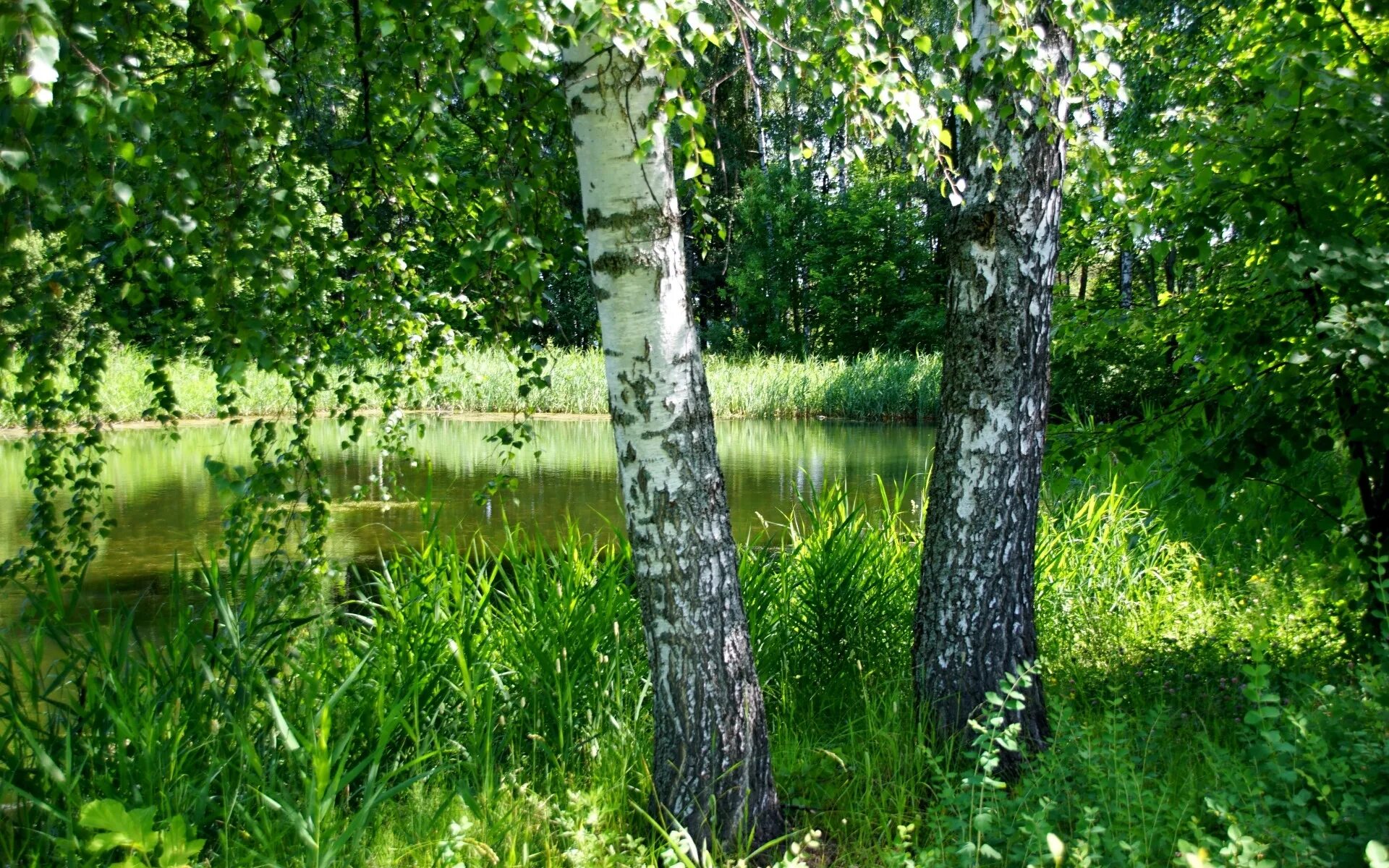 Вершины берез отражались в зеркале пруда. Березовая роща таруса. березовая роща томск. берёзовая роща красноуфимск. березовая роща далматово.