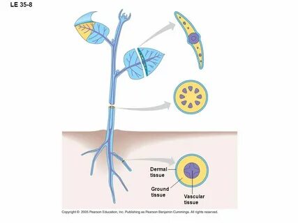 Plant tissues