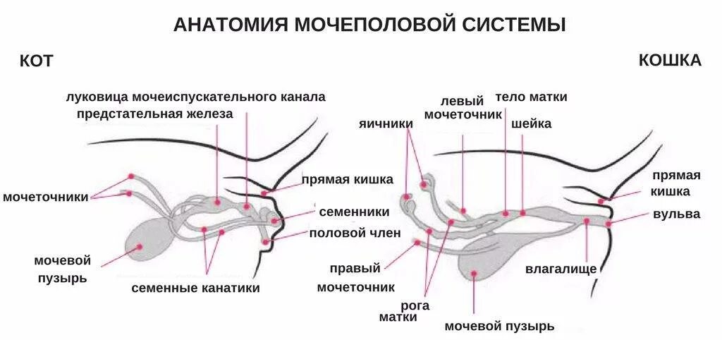 Матка и яичники кошки. Анатомия репродуктивной системы кобеля. Строение мочеполовой системы у собак кобелей. Строение половой системы кошки. Мочеполовая система кошки.