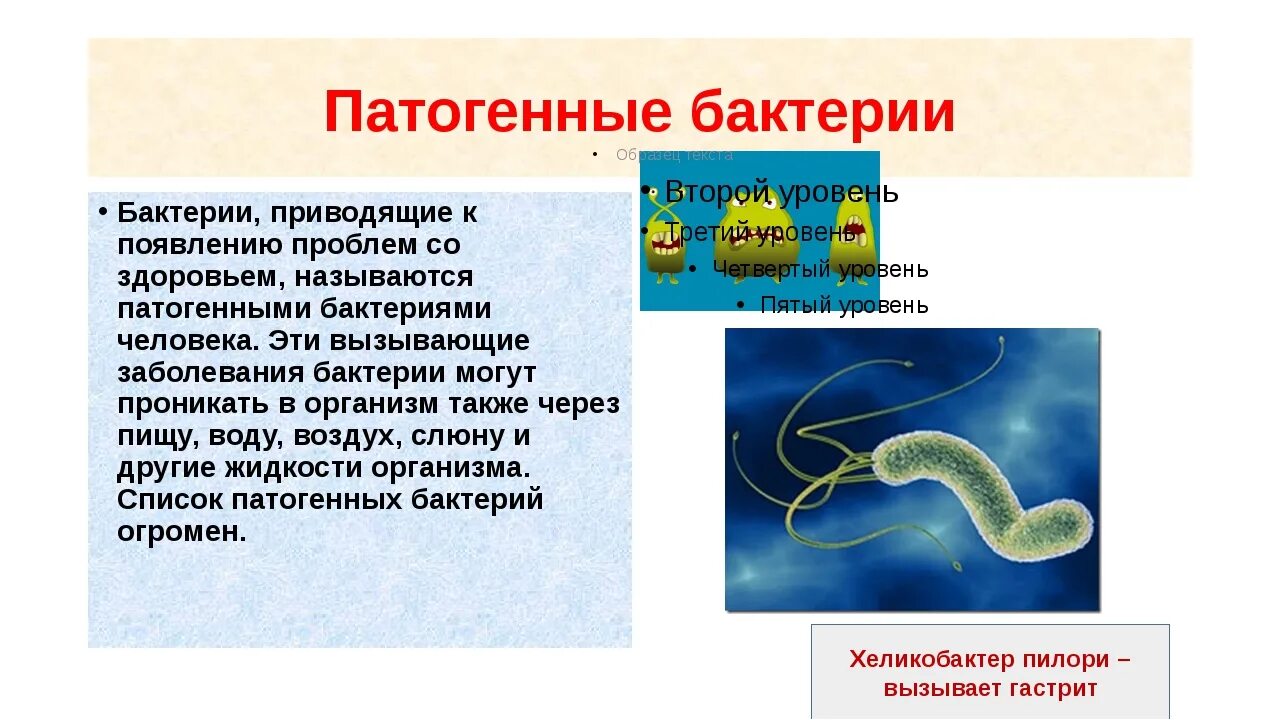 Приведите 3 примера бактерий. Болезнетворные бактерии. Патогенные бактерии. Болезнетворные бактерии патогенные. Болезнетворные бактерии примеры.