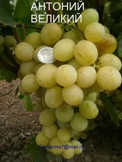 Виноград великий