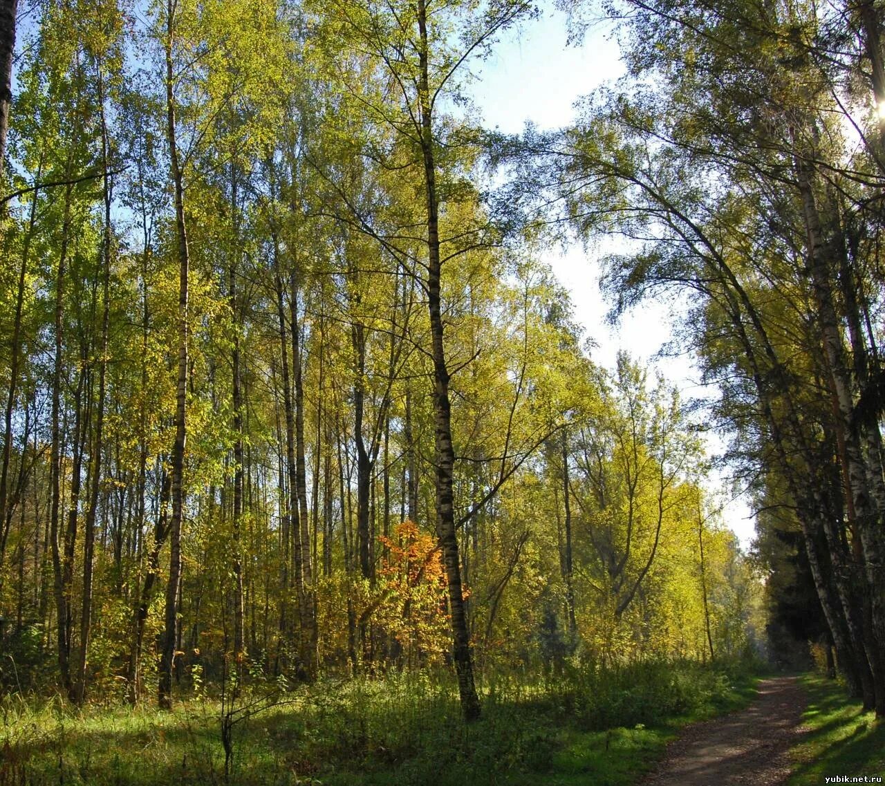 Парк Лосиный остров. Лосиноостровский парк. Лосиный остров национальный парк Королев. Алексеевский лесопарк Лосиный остров. П лосиный