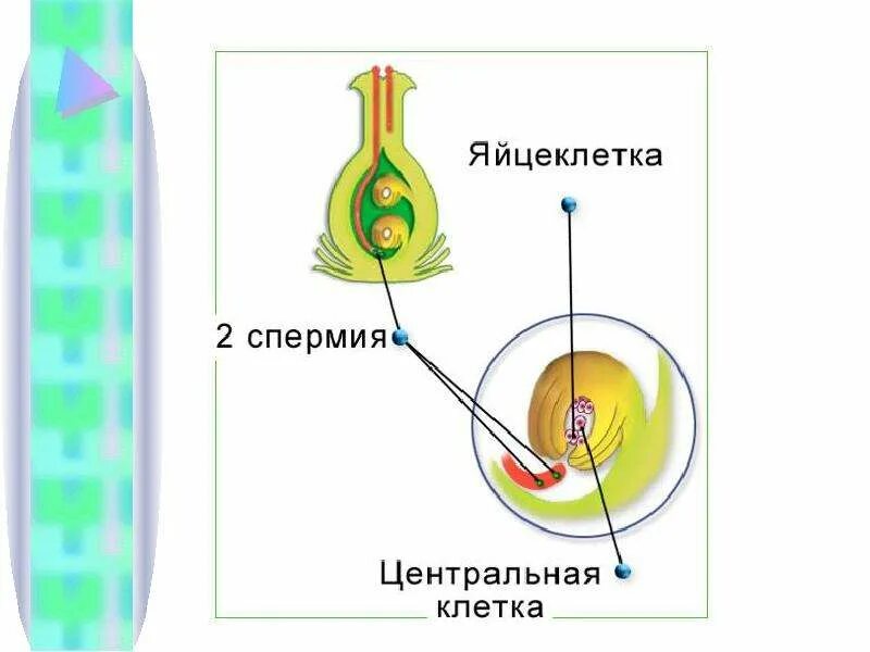 При слиянии спермия с центральной клеткой образуется. Оплодотворение у цветковых растений. Схема оплодотворения у цветковых растений. Схема двойного оплодотворения у цветковых растений. Двойное оплодотворение у цветковых растений.