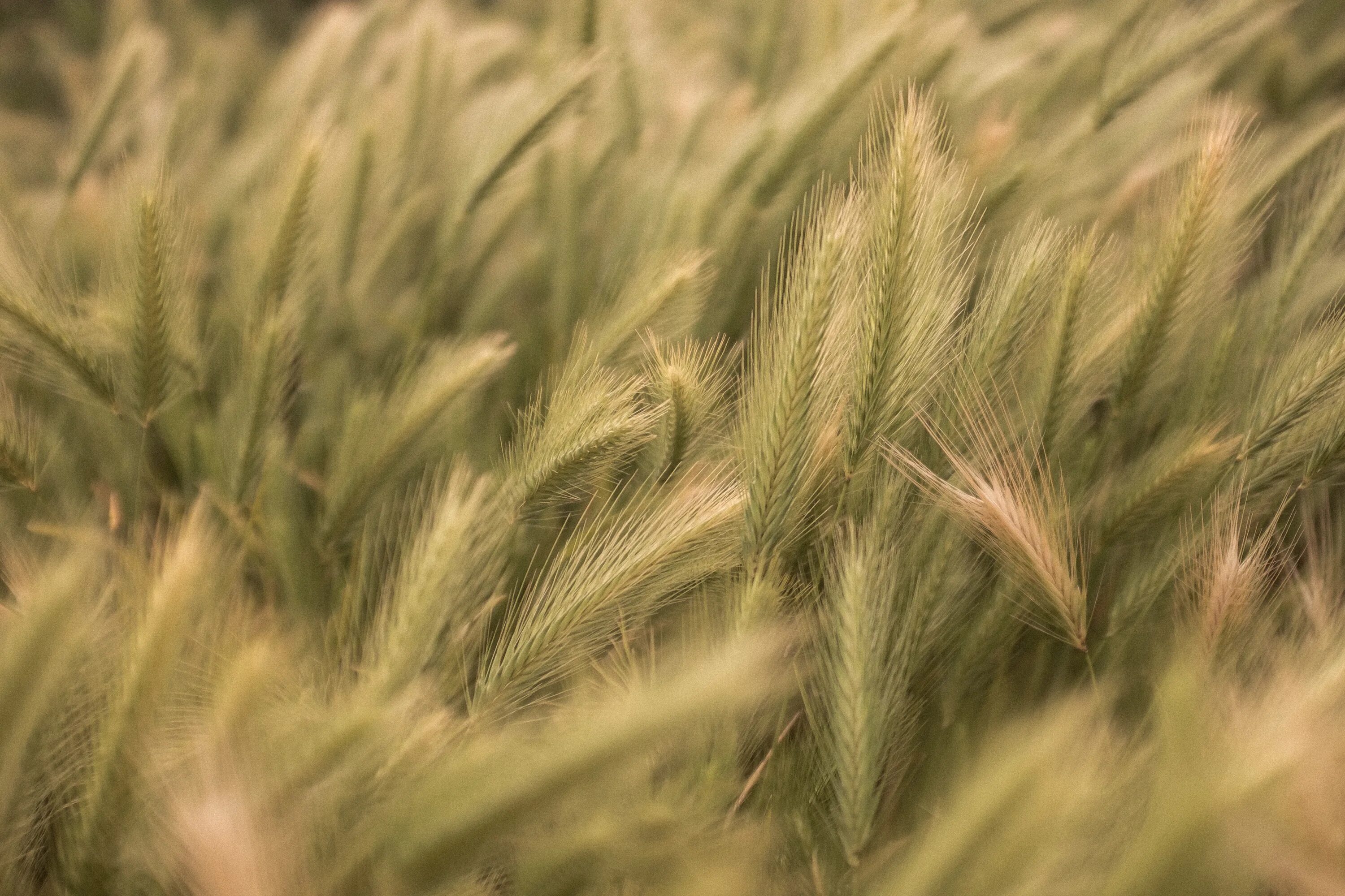 Злаковые рожь. Hordeum pamiricum. Ячмень прерия. Рожь. Колосистая рожь.