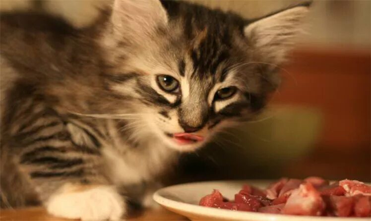Можно давать коту сырое мясо. Котик кушает. киса кушает. маленький котенок ест мясо.