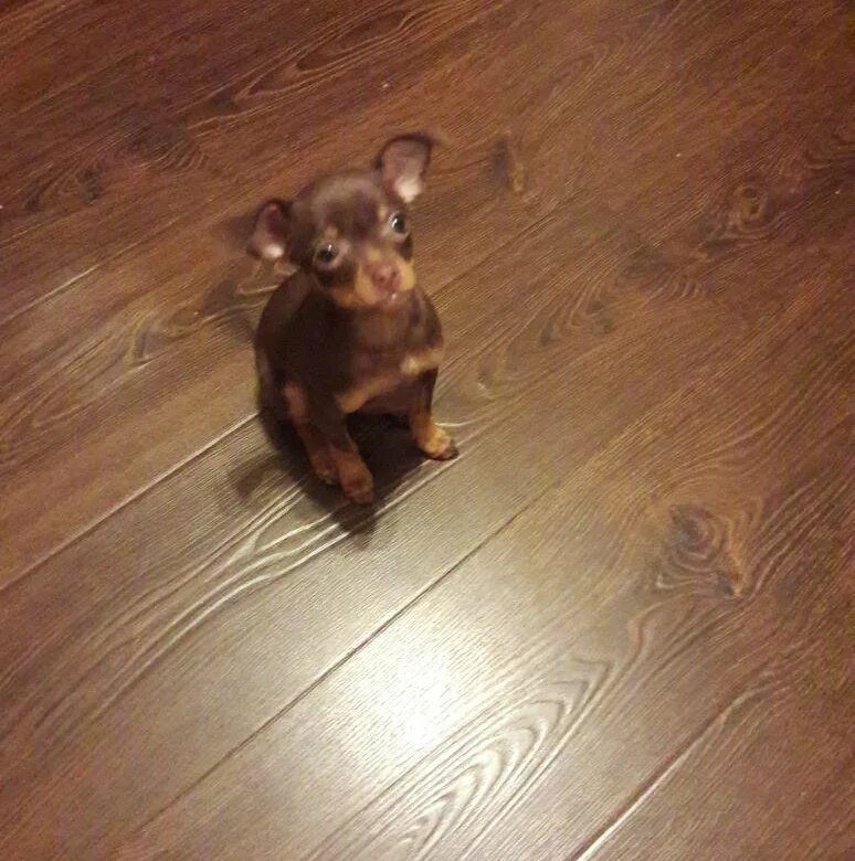 щенок той терьера 1 месяц. щенки той терьера щенки 1 месяц мини. 5 месяца черно подпалый. той терьер щенок 5 месяцев. щенок тойтейрера 1 месяц.