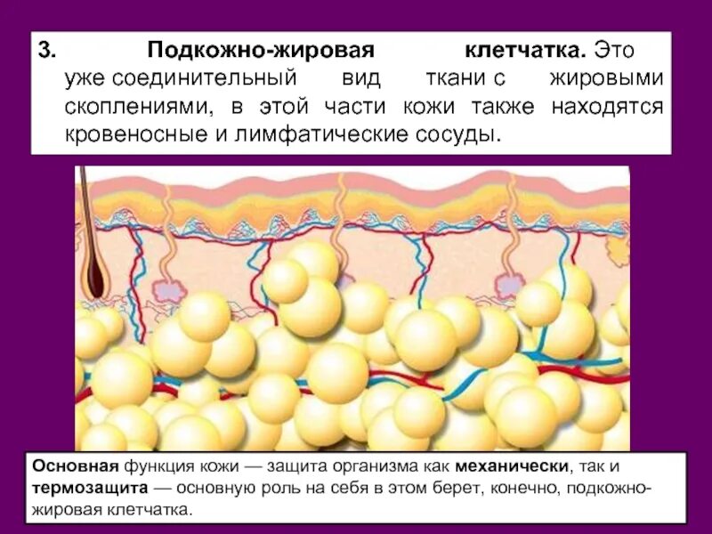 Ячеистая подкожно жировая клетчатка. Строение подкожной жировой клетчатки. Подкожно-жировая клетчатка (гиподерма). Сосуды в подкожно жировой клетчатки.