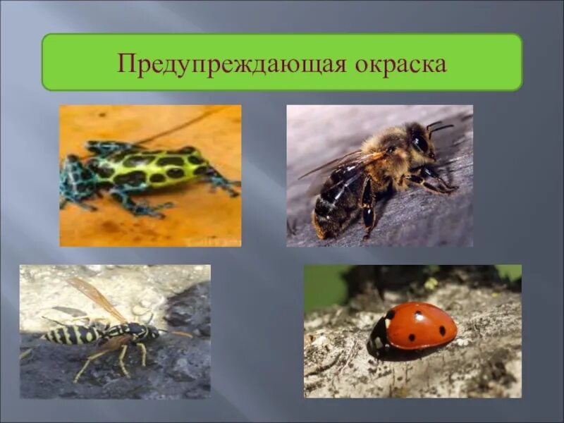 Предупреждающие окраски животных. Предупредительная окраска. приспособленность предупреждающая окраска. предупреждающий окрас. предупреждающие окраски коллаж.