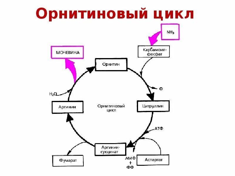 Мочевина продукт распада. Орнитиновый цикл схема. Схема орнитинового цикла биохимия. Орнитиновый цикл синтеза мочевины биохимия. Орнитиновый цикл регуляторный фермент.