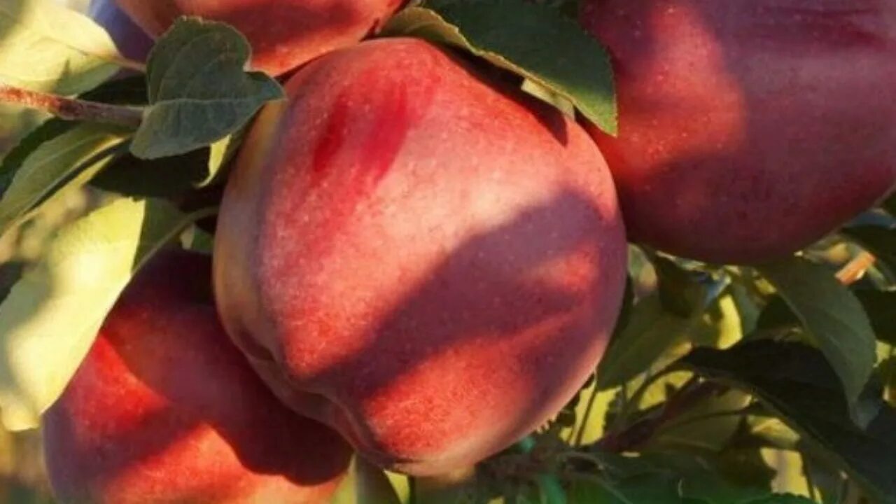 Яблоня ред чиф опылители. Яблоня ред чиф. сорт яблони ред чиф. яблоня супер чиф. яблоня ред чиф описание сорта.