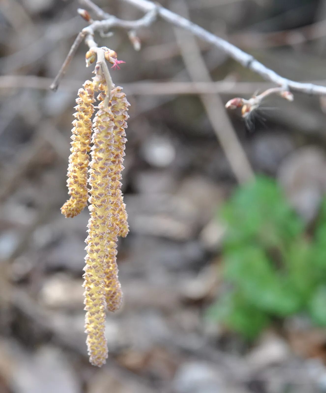 Цветет орешник лещина. Лещина обыкновенная соцветие. Цветет орешник лещина. Цветущая лещина. Лесной орех лещина.