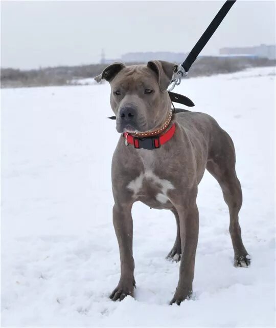 стаффордширский терьер с некупированными ушами. стафф некупированный. амстафф не с купированными ушами. стаффордширский терьер метис. стаффордширский терьер купирование.