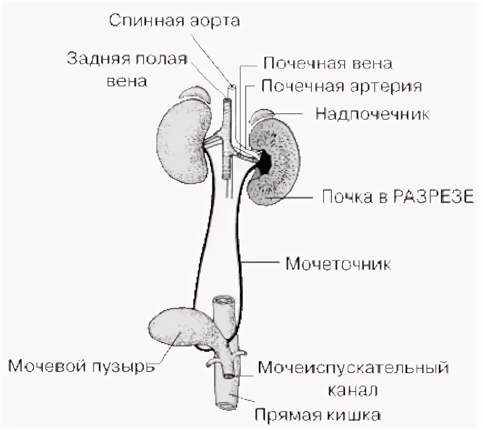 Какие почки у млекопитающих. Схема строения выделительной системы млекопитающих. Выделительная система млекопитающих 7 класс. Система органов выделения млекопитающих. Выделительная система млекопитающих схема.