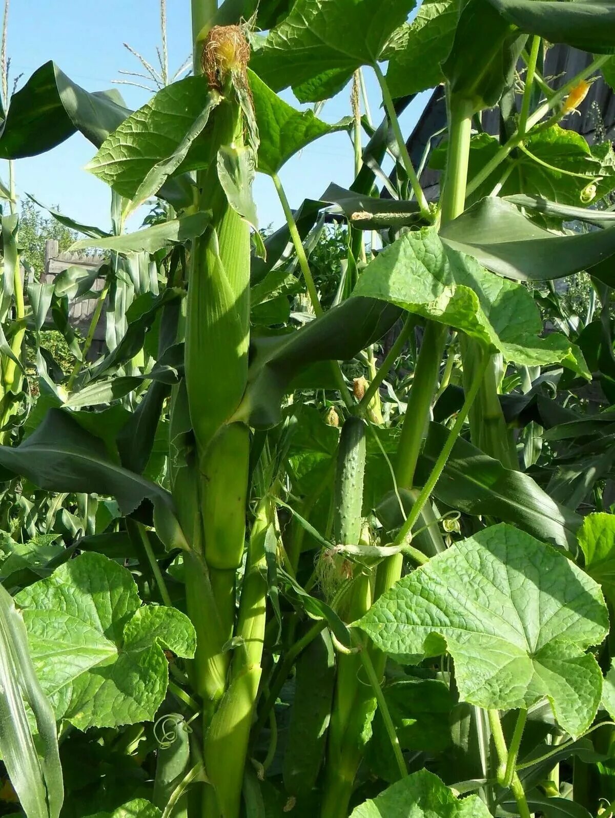 Кукуруза вместе с огурцами. Огурцы по кукурузе. Фасоль на грядке. Кукуруза на грядке. Огурцы и горох на одной грядке.