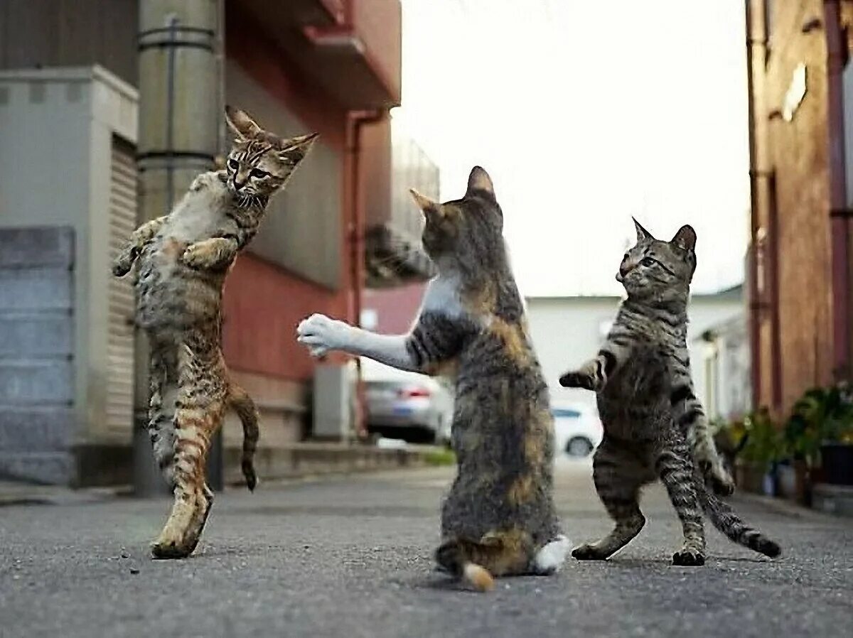 Где коты танцуют. Танцующий кот. Прикольные коты. Кот танцует. Приколы про кошек.