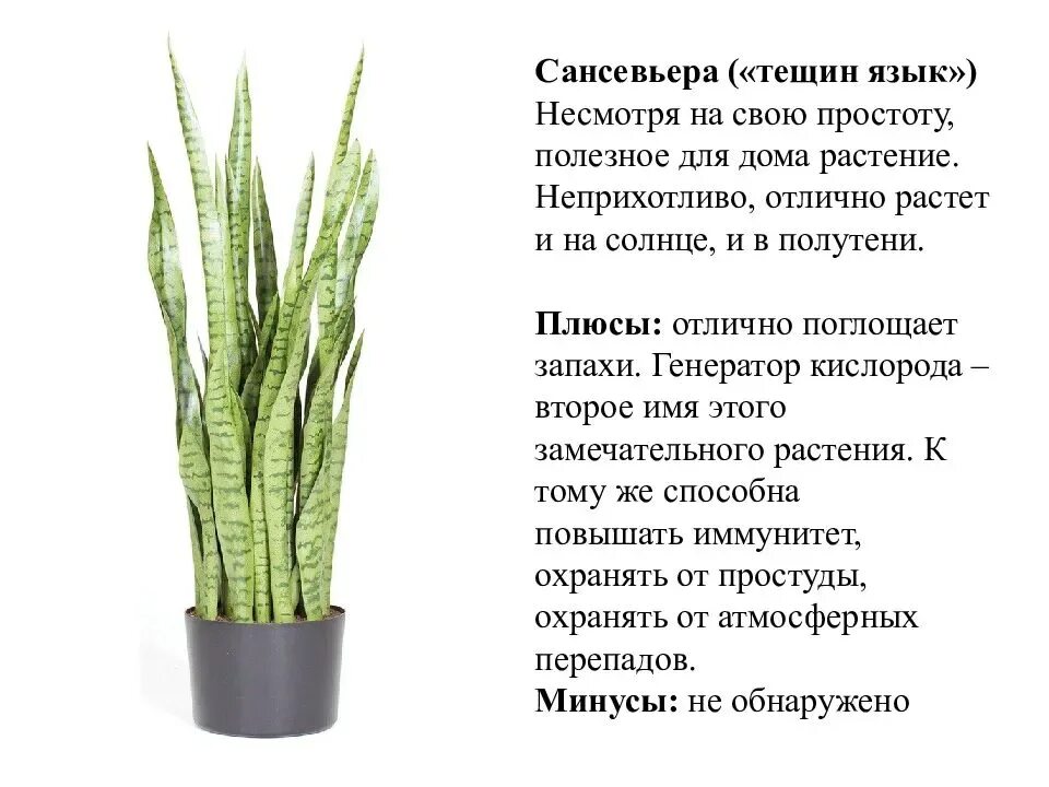 Сансевиерия щучий хвост. Сансевиерия Тещин язык. Сансивьерия «щучий хвост». Сансевиерия щучий хвост цветы. Щучий хвост как ухаживать