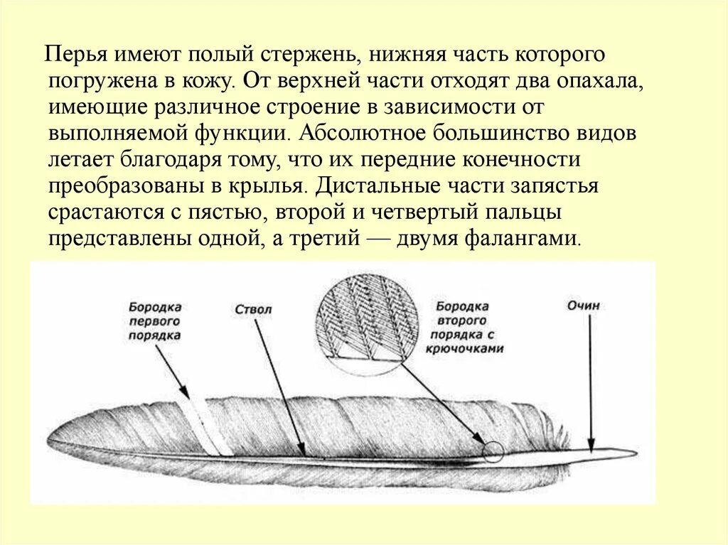 Строение пера птицы. Нижняя часть стержня пера. Часть пера погруженная в кожу. Стержень пера птицы